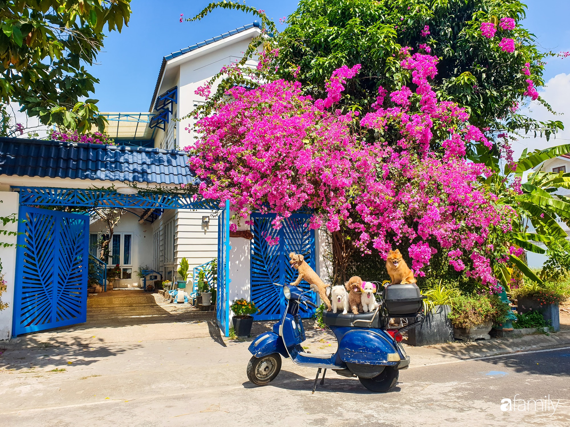  Ngôi nhà nổi bật với những sắc màu Địa Trung Hải, cánh cổng sơn màu xanh nước biển, giàn hoa giấy đang nở rộ khoe sắc dưới nắng hè. Bên trong là khoảng sân nhỏ với những góc tiểu cảnh, khu vực nuôi cá, trồng cây... đẹp sinh động dành cho thú cưng.