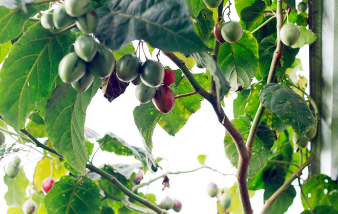 Cây cà chua thân gỗ hiện được trồng nhiều tại Lâm Đồng khiến chúng trở nên phổ biến hơn.