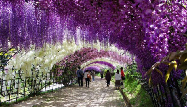 Khu vườn hoa tử đằng ở Nhật Bản.