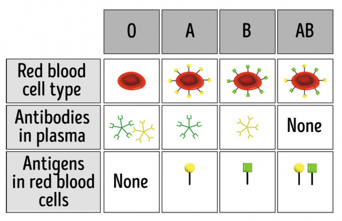 Đặc điểm của nhóm máu O: Nhóm máu O không có kháng nguyên A hoặc B trong các tế bào máu đỏ nhưng có cả kháng thể A và B trong huyết tương. Loại O + là loại máu phổ biến nhất, chiếm 37% - 53% số người thuộc các nhóm dân tộc và chủng tộc khác nhau.