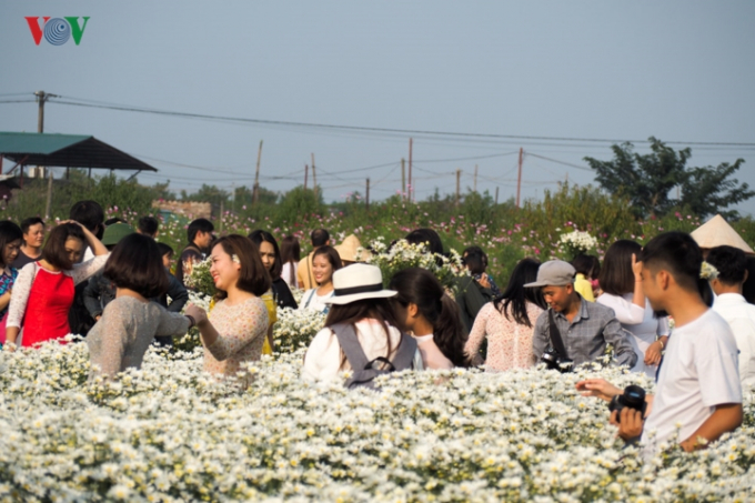 Vườn cúc họa mi ở làng hoa Nhật Tân, Hà Nội càng về chiều lượng người về chụp ảnh càng đông.