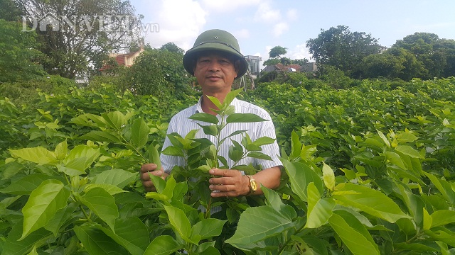 Nhờ trồng hơn 1 sào loại cây mọc dại mà ông Lê Thanh Vân có thể kiếm được hàng chục triệu đồng mỗi năm.