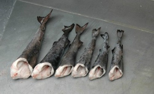 Cá tuyết nhập khẩu trực tiếp từ một số nước như Na Uy, Canada, Nhật Bản...Ảnh: Foodsach.