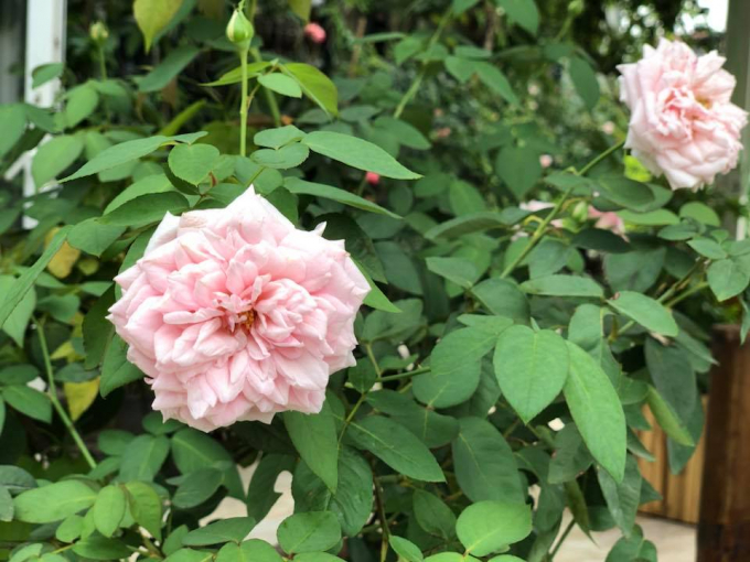 Khu vườn hiện tại được chị trồng khoảng 90 gốc hồng.