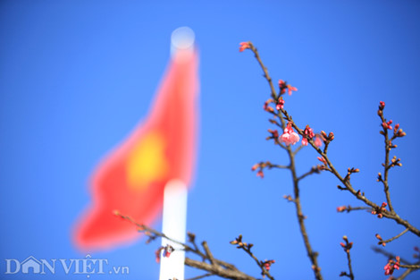 Rặng cây hoa anh đào do Hội Hữu nghị Nhật - Việt tặng trồng trong khuôn viên UBND huyện Sa Pa (Lào Cai) từ năm 2003 nhân kỷ niệm 100 năm du lịch Sa Pa (1903 - 2003).