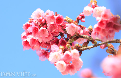 Hoa anh đào Nhật Bản trồng ở Sa Pa nở hoa rực rỡ.