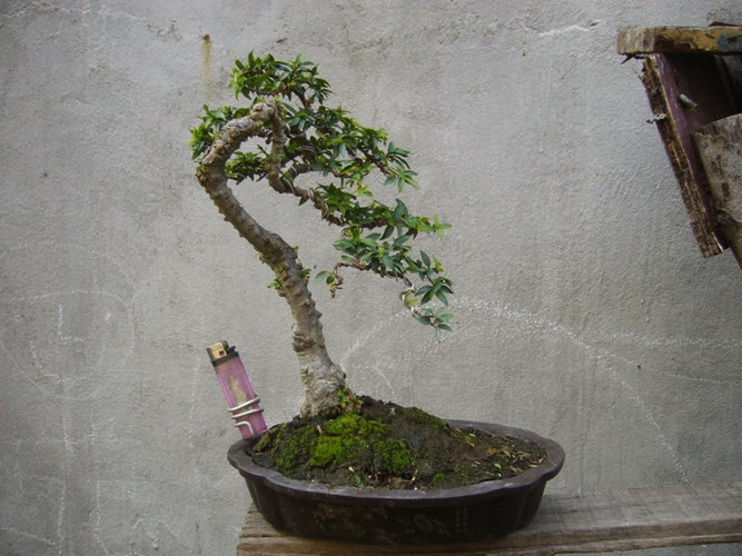 Mai chiếu thủy lá tứ long xuyên cao 30 cm. Ảnh: Namninhbonsai.