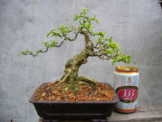 Cây mai chiếu thuỷ bonsai mini cao 19cm, rộng tán 20cm thích hợp để bàn trà phòng khách. Ảnh: Namninhbonsai.