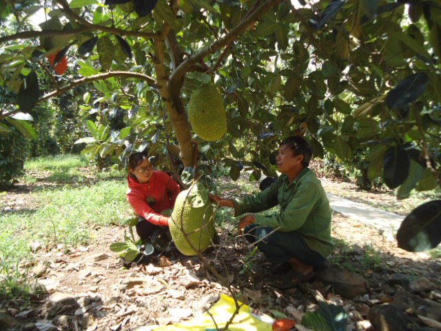 Anh Trần Văn Hiển (trái) chia sẻ kinh nghiệm trồng mít Thái của gia đình.