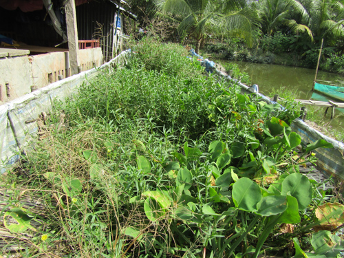 Hầm nuôi lươn đẻ của gia đình ông Quang phía trên trồng cỏ dại, rau đồng tạo bóng mát và chổ ẩn nấp cho lươn.