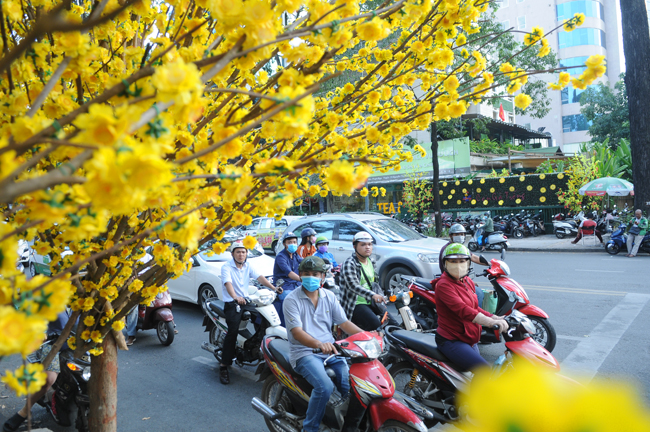 Hàng hoa mai trên đường Phạm Ngọc Thạch luôn thu hút người dân mỗi khi lưu thông qua đây.