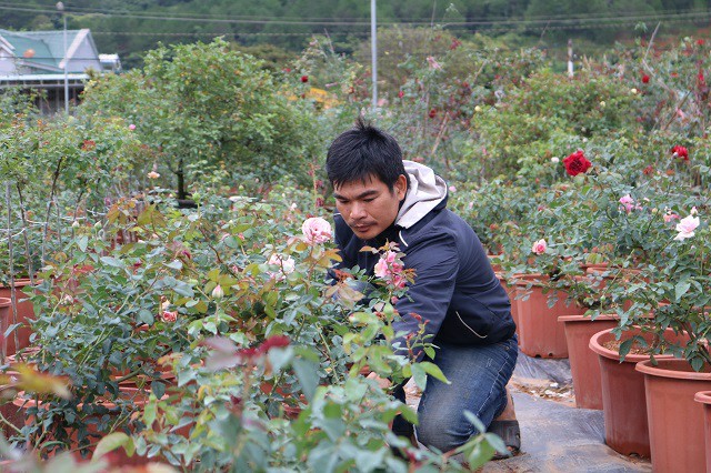  Anh Trọng chăm sóc hoa hồng trong vườn.