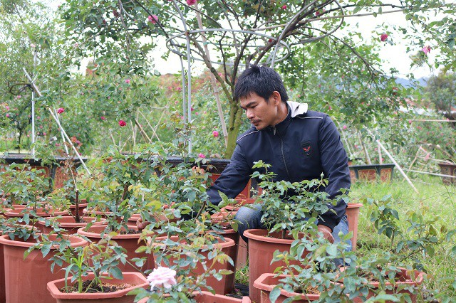  Trước khi vào Lâm Đồng lập ra vườn hoa hồng, ở Nam Định anh Trọng đã có và thường xuyên chăm sóc hoa.