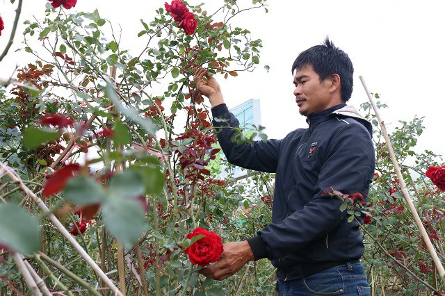  Trong vườn của anh Trọng có những chậu hồng cổ từ 20 - 55 năm tuổi.