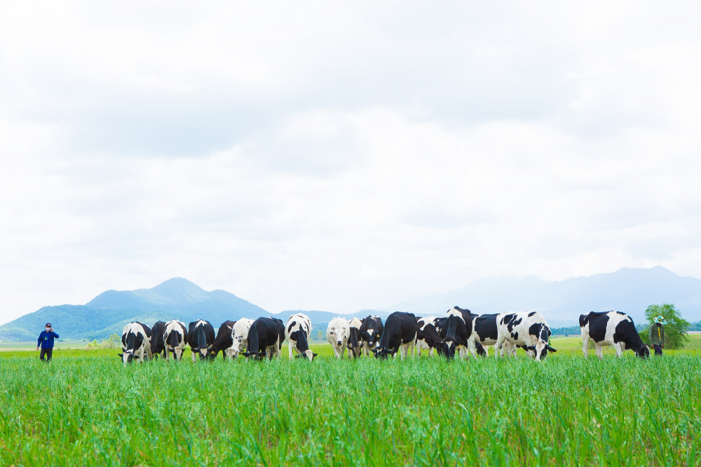  “Resort” bò sữa Organic của Vinamilk tại Cao nguyên Xiêng Khoảng, Lào được khởi công vào tháng 5/2019 