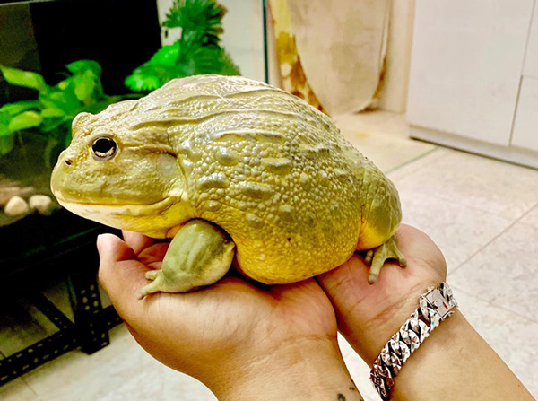  Anh Huy nuôi loài ếch có tên bullfrog, giá lên đến 1 triệu đồng/con khi còn nhỏ.