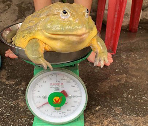  Sau 1 năm, anh Hoàng Long nuôi con ếch, tên tiếng anh bullfrog đạt trọng lượng lên đến 1,3kg.