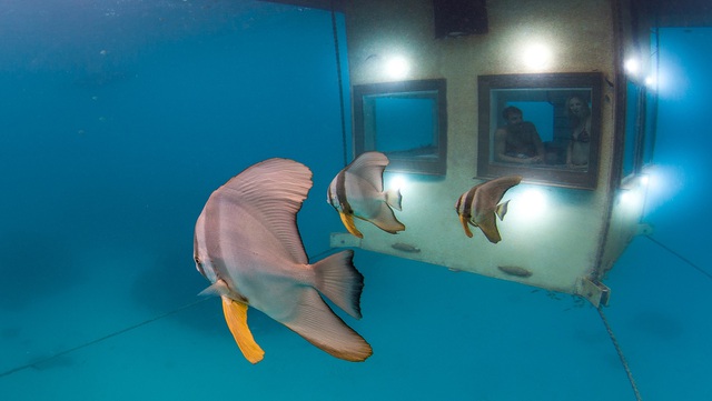  Các sinh vật biển bơi lội xung quanh và du khách có thể quan sát được qua cửa kính trong suốt