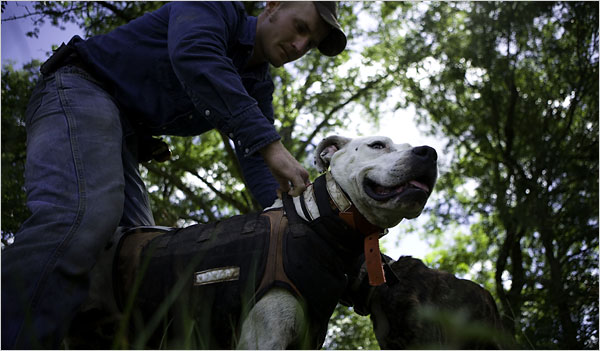  Những con chó dũng cảm đã góp công lớn trong “chiến dịch” bắt lợn rừng (ảnh: New York Times)