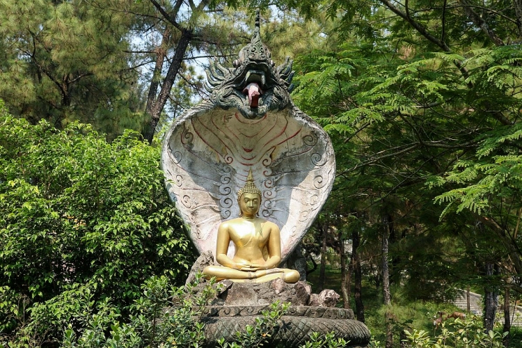  Đức Phật Thích Ca tọa thiền dưới sự bảo vệ của Xà Nương.