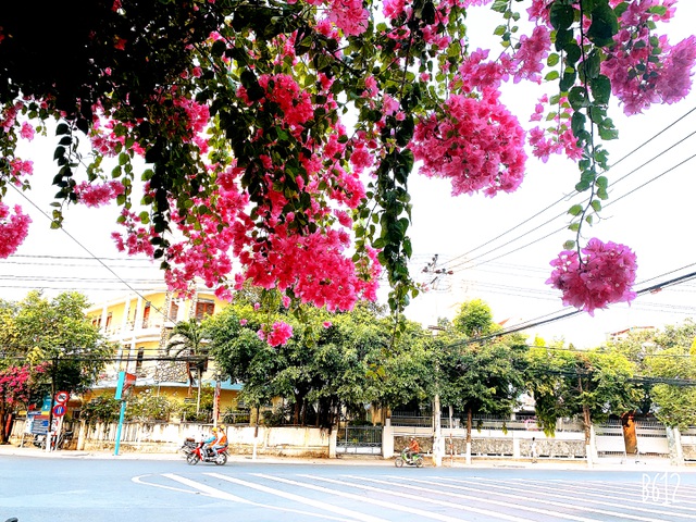  Hoa giấy được trồng ở nhiều góc phố, con đường của TP biển Nha Trang