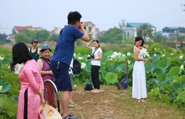 Du khách ngỡ ngàng trước vẻ đẹp của đầm sen trắng độc nhất ở Hà Nội