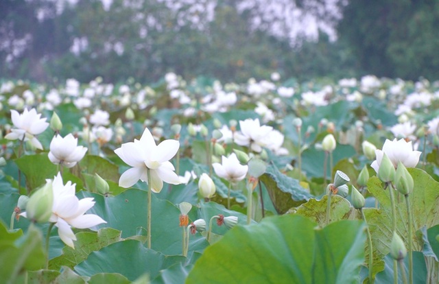 Du khách ngỡ ngàng trước vẻ đẹp của đầm sen trắng độc nhất ở Hà Nội