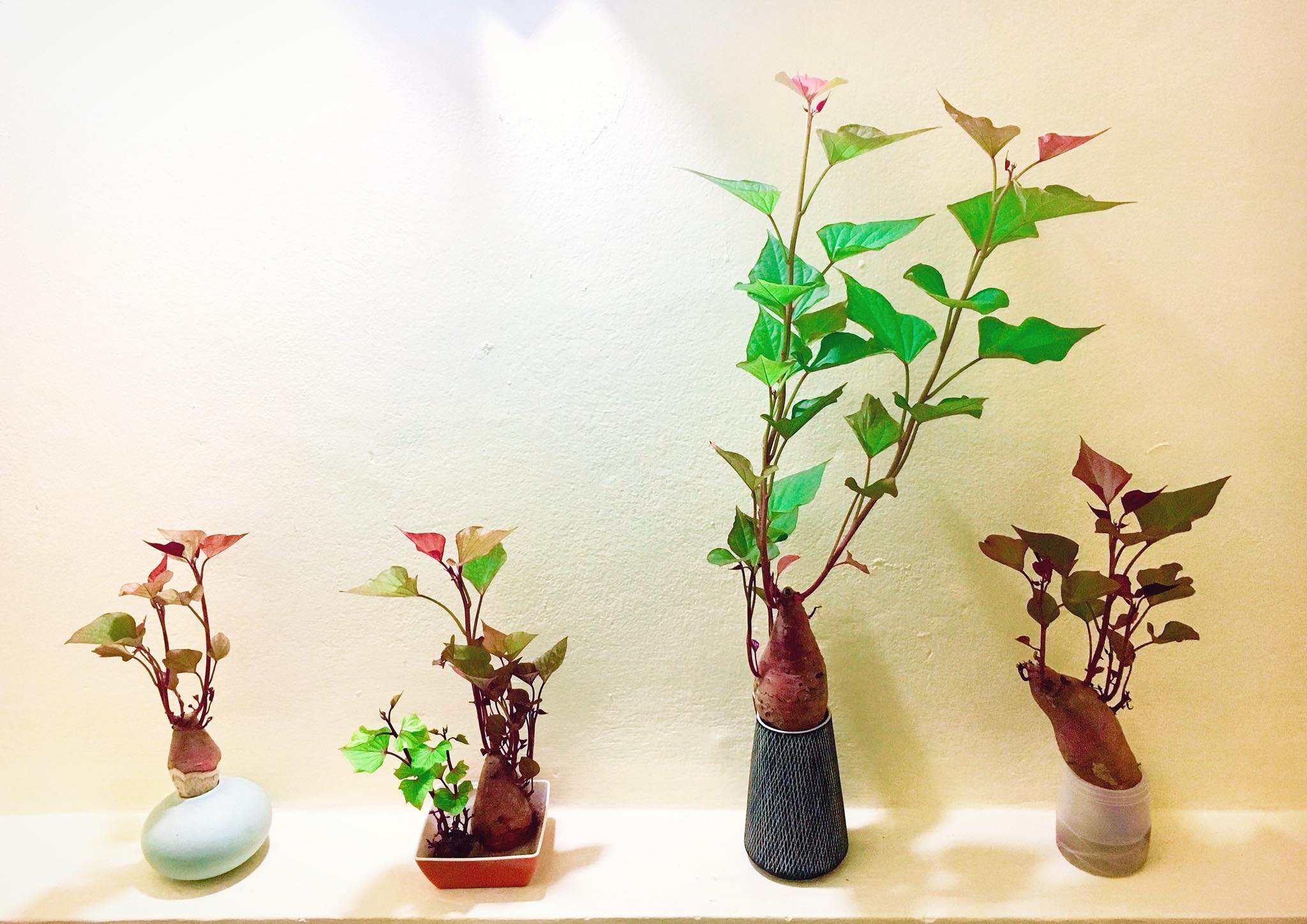  Trồng khoai lang bonsai từ củ siêu đơn giản.