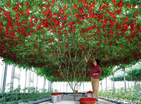  Theo những người trồng thí nghiệm cây cà chua bạch tuộc cho biết, trong suốt 7 - 8 tháng đầu tiên cây sẽ không ra quả, nhưng một khi đạt đến giai đoạn trưởng thành, một vụ thu hoạch lên đến hơn 14.000 quả cà chua.