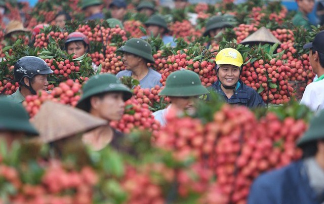  Hơn 300 người Trung Quốc được phép nhập cảnh vào Việt Nam để mua quả vải.