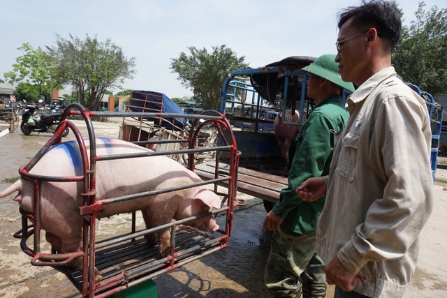  Thương lái đang ế hàng nhiều, nhưng giá lợn bán lẻ vẫn ở mức cao