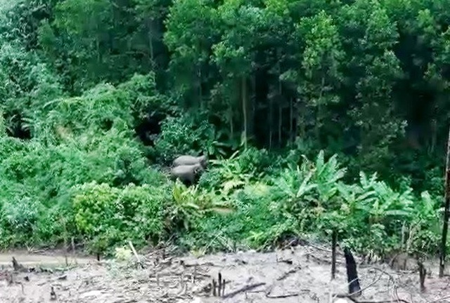  Hai cá thể voi rừng vừa được phát hiện ở huyện Hiệp Đức