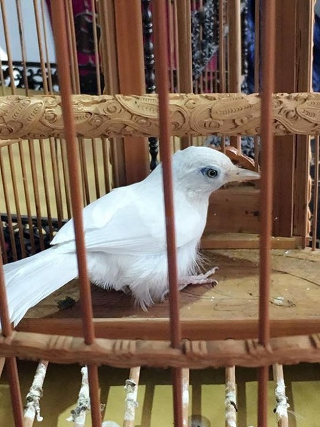 Chú chim họa mi bạch tạng có lông trắng, mắt màu xanh ngọc, chân hồng, mỏ hồng được anh Chương mua với giá 15.000 USD.