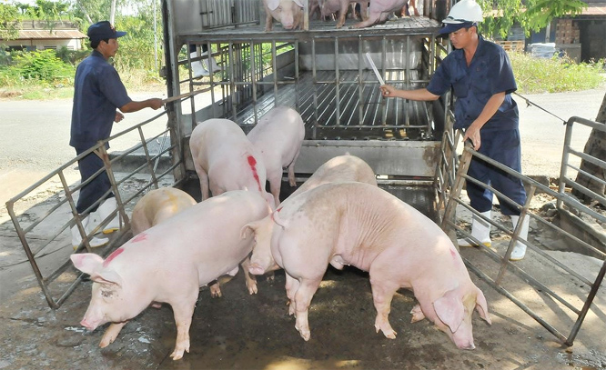  Giá lợn hơi hôm nay 7/7: Tiếp tục tăng từ 1.000 - 3.000 đồng/kg