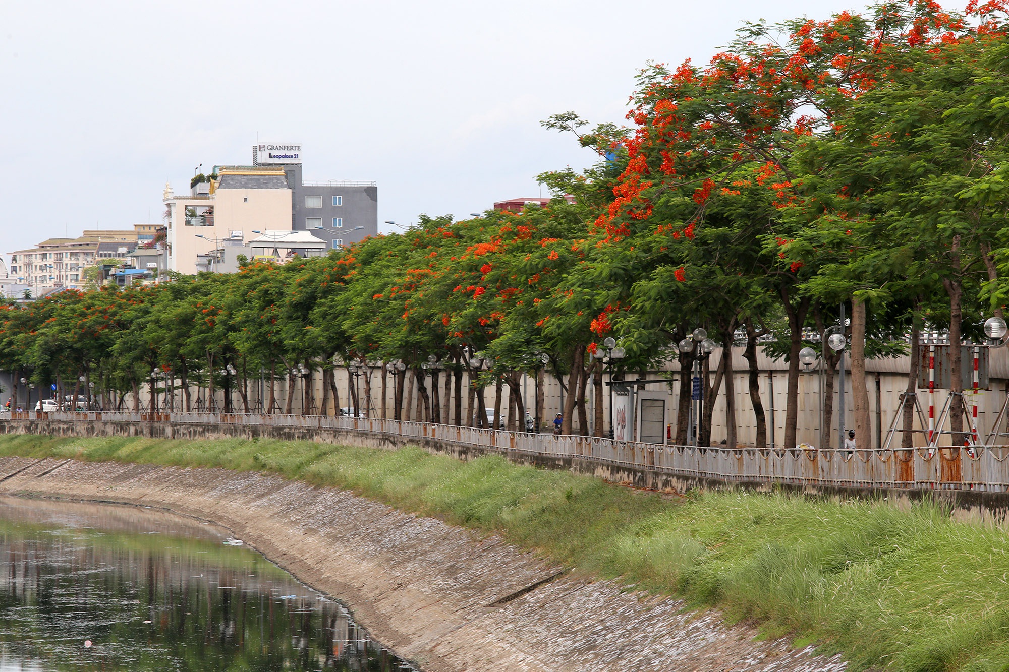  Hoa phượng vĩ được trồng nhiều suốt dọc đường Láng và một phần đường Vành đai 2. Kéo dài gần 8 km, cả 2 bờ sông Tô Lịch đang vào dịp rực rỡ nhất trong năm của mùa hoa phượng vĩ.