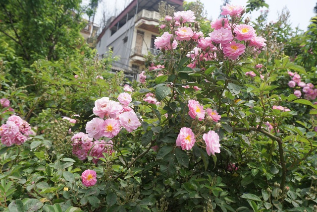  Vẻ đẹp hấp dẫn của hoa hồng Sa Pa hấp dẫn du khách xa gần