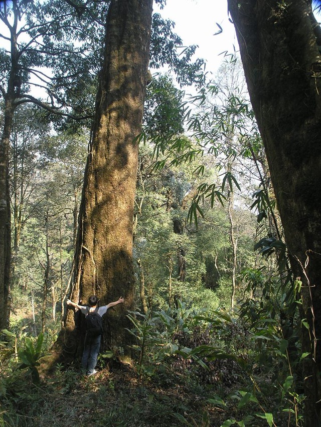  Rừng già trên độ cao 2.200 m trong Vườn quốc gia Hoàng Liên (Sa Pa ) có nhiều loài động vật, thực vật quý hiếm vùng tiểu khí hậu á nhiệt đới