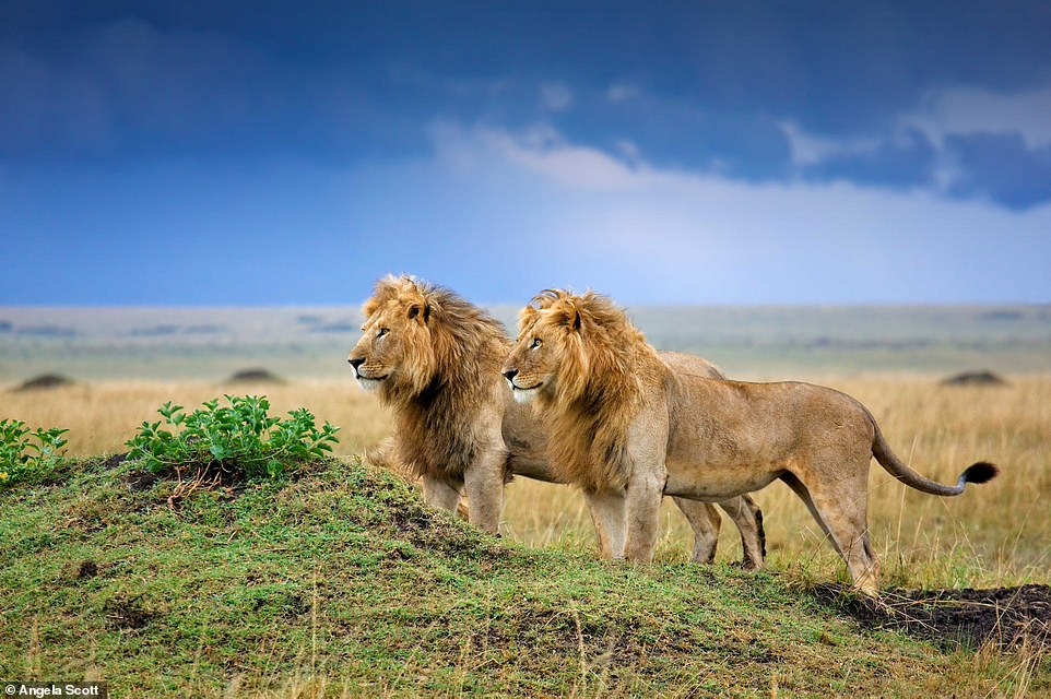  Hai con sư tử đực trên thảo nguyên Masai Mara, Kenya. (Ảnh: Angela Scott)