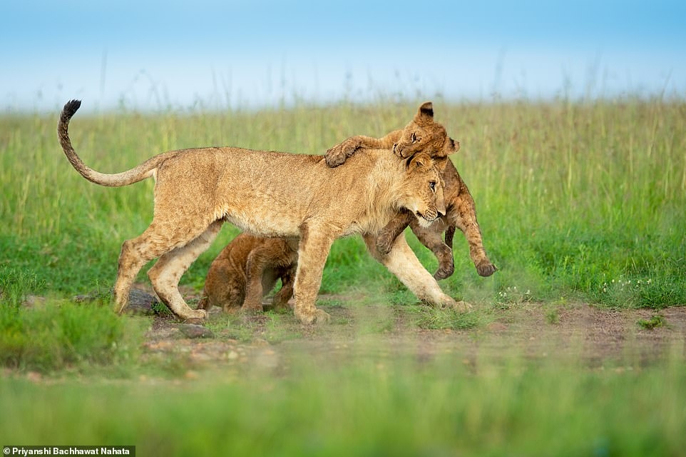  Những con sư tử con tinh nghịch bên sư tử mẹ ở Masai Mara. (Ảnh: Priyanshi Bachhawat Nahata)