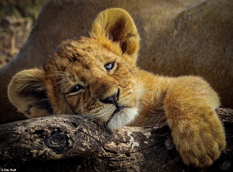  Chú hổ con trông có vẻ buồn ngủ ở Công viên Quốc gia Serengeti, Tanzania. (Ảnh: Elie Wolf)