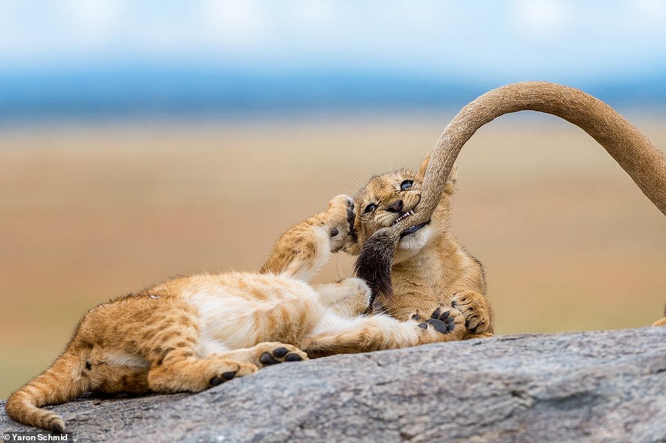  Một chú sư tử con nghịch ngợm cắn đuôi một chú sư tử khác ở Công viên Quốc gia Serengeti. (Ảnh: Yaron Schmid)