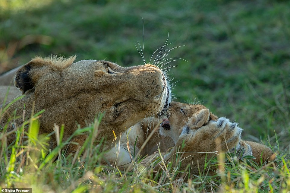  Tổ chức từ thiện Panthera hy vọng sẽ giúp tăng tổng số sư tử lên 50% trong 15 năm tới, lên ít nhất 30.000 con sư tử. Nếu họ thành công, hy vọng sẽ có nhiều khoảnh khắc dịu dàng hơn như thế này. (Ảnh: Shibu Preman)
