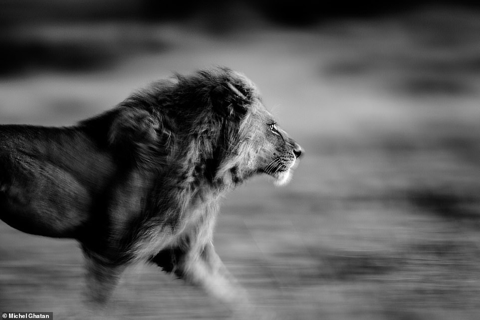  Sư tử đã tuyệt chủng ở 26 quốc gia châu Phi và đã biến mất khỏi hơn 95% phạm vi lịch sử của chúng, dự án New Big 5 cho biết. Trong ảnh: Dáng đi oai phong của một con sư tử trong Vườn quốc gia Serengeti. (Ảnh: Michel Ghatan)