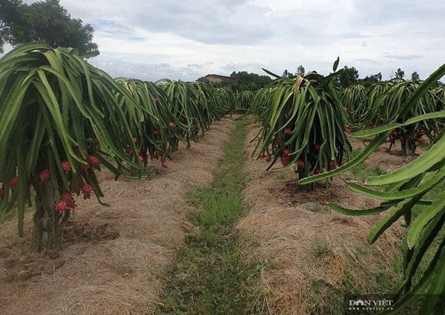  Vườn thanh long chín rộ tại Đồng Nai nhưng nông dân chưa dám thu hoạch vì không có người mua.