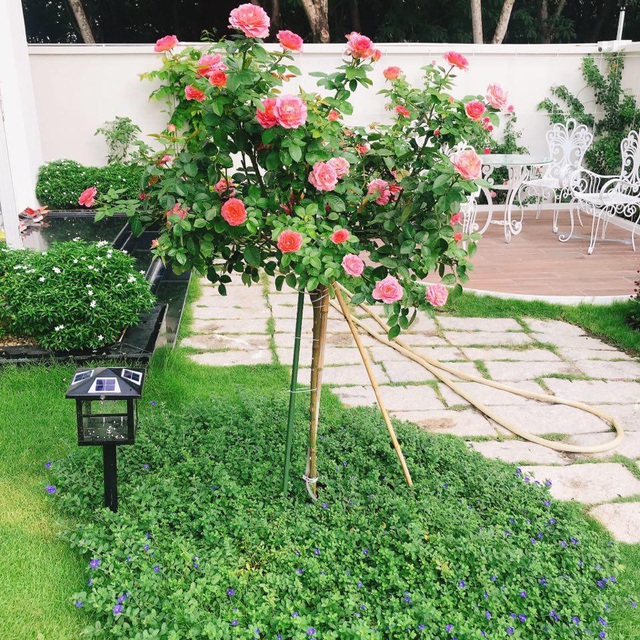  Phía bàn trà trước nhà được chị Dung trồng hồng leo vừa mềm mại vừa cho hoa quanh năm, tạo không gian thưởng trà - ngắm hoa lãng mạn cho gia đình.