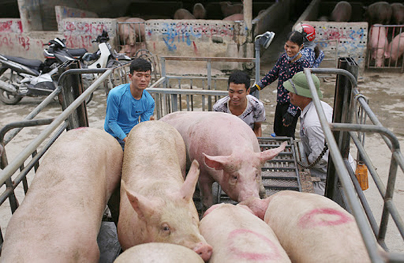  Giá lợn hơi hôm nay 15/9: Tiếp tục tăng từ 1.000 - 3.000 đồng/kg.