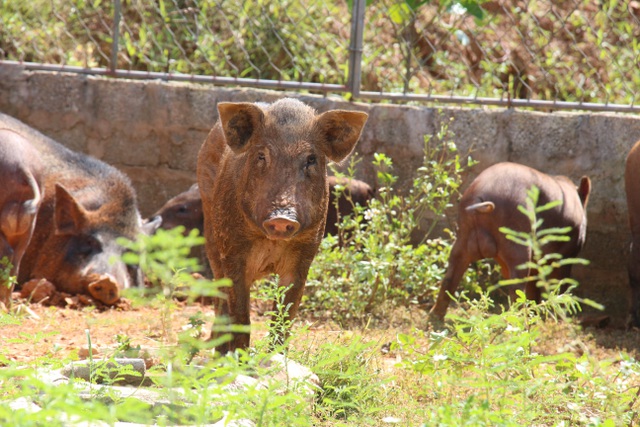  Nuôi lợn rừng là một mô hình kinh tế mới tại huyện Hương Sơn