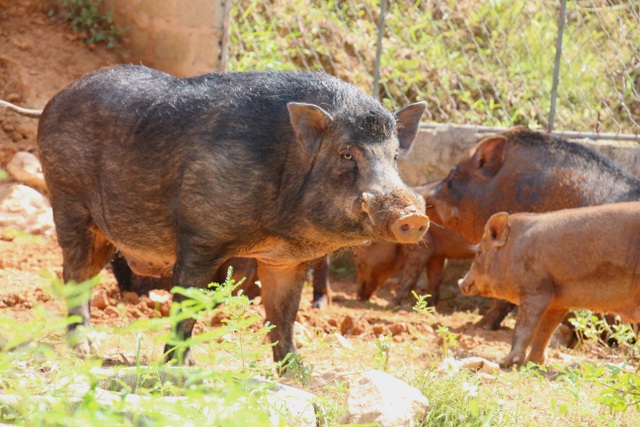  Đến nay trang trại của anh đã tăng lên hơn 200 con lợn rừng  với 20 con lợn rừng nái.