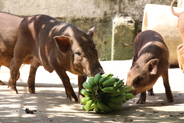  Thức ăn cho đàn lợn chủ yếu là các loại rau, quả, đặc biệt là một số loại dược liệu