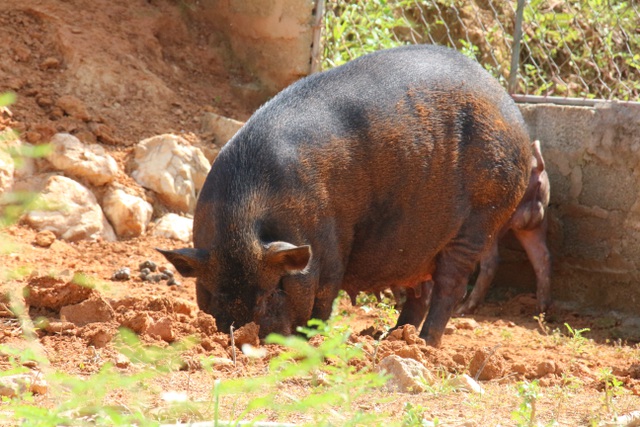  Đàn lợn được nuôi bán hoang dã là một trong những yếu tố tạo nên sản phẩm chất lượng